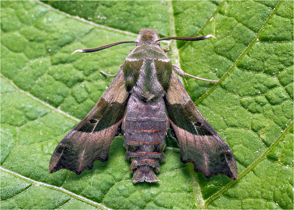 Proserpinus proserpina - Бражник прозерпина.