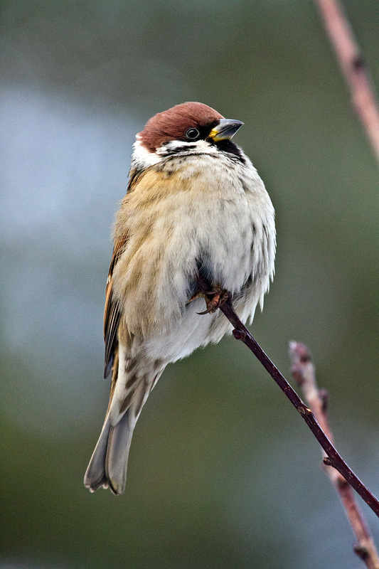 Passer montanus - птица гордая!