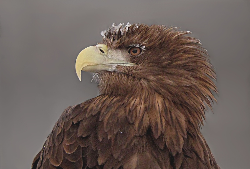 Орлан-белохвост - Haliaeetus albicilla - White-tailed Eagle