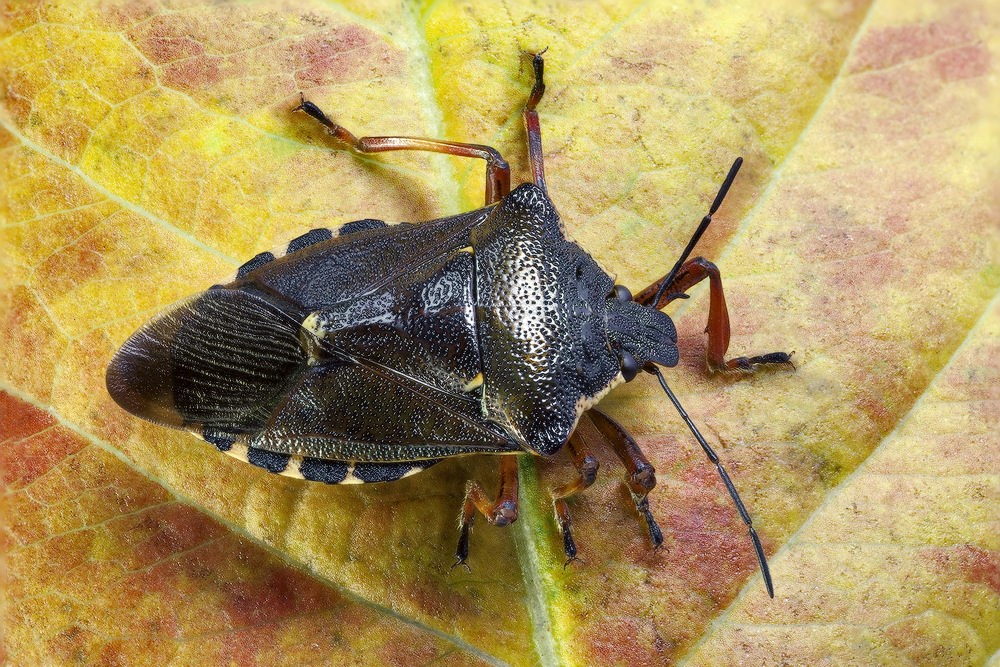 Щитник красноногий - Pentatoma rufipes