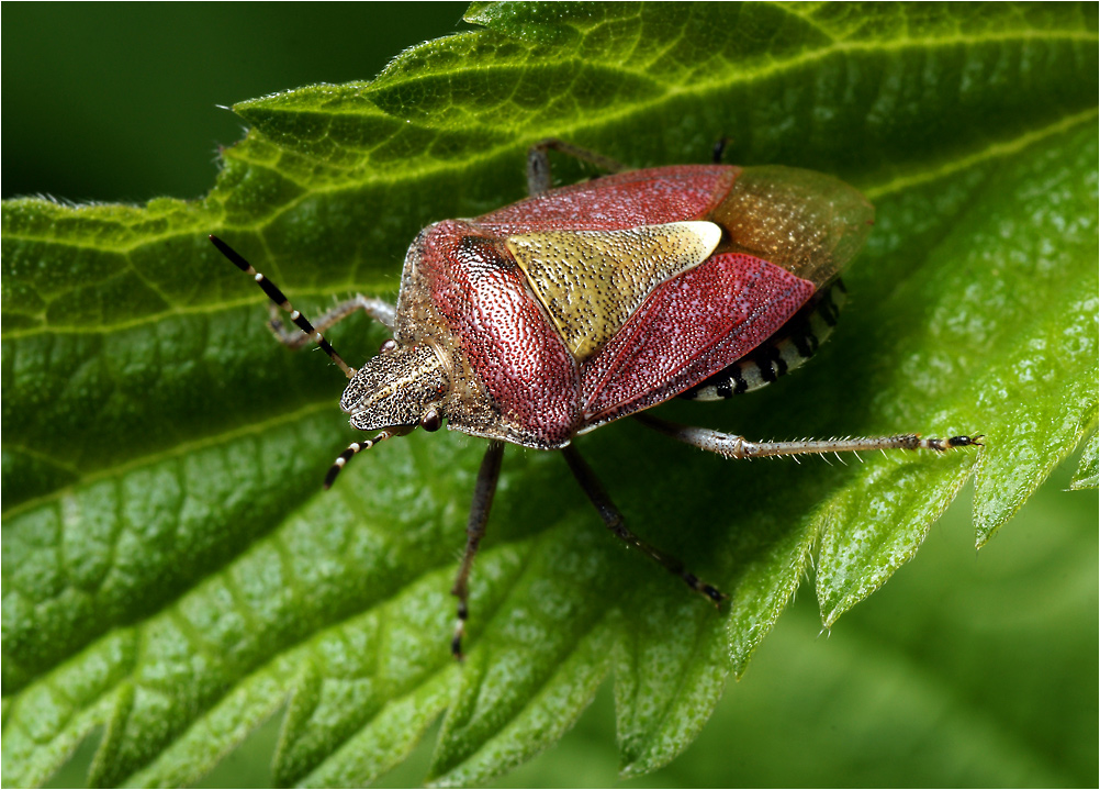 Щитник ягодный - Dolycoris baccarum