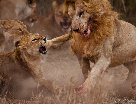 Я тебе сколько раз говорила &amp;quot;Опускай сиденье на унитазе