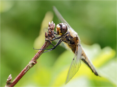 Рыжая стрекоза - Libellula fulva