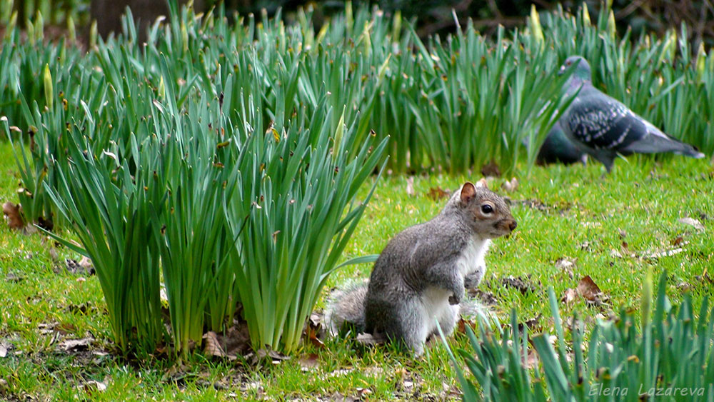 London kangaroo