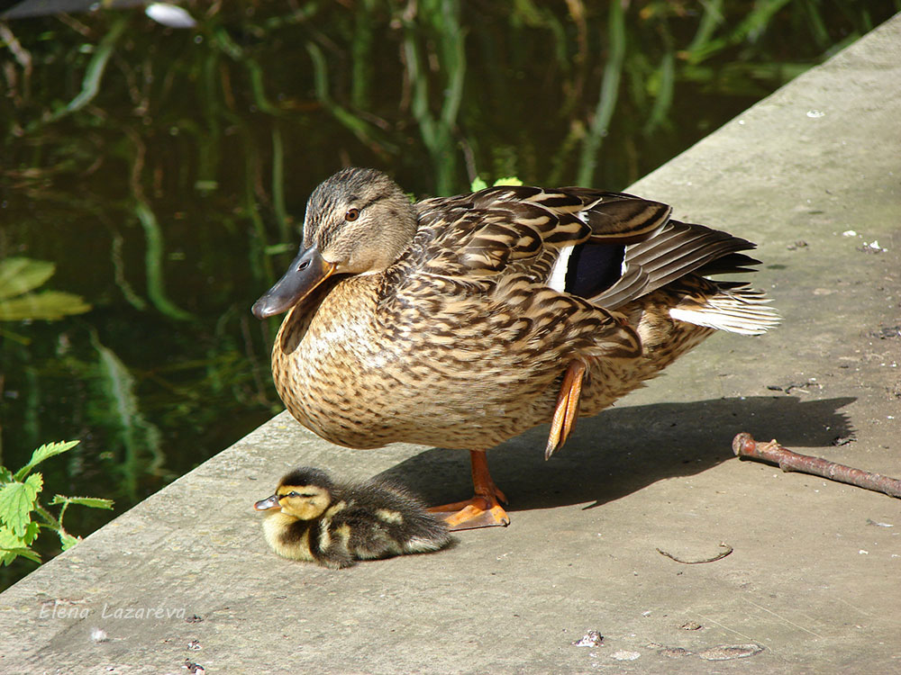 Sunbathing