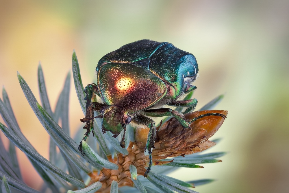 Украшение ёлочное ( Cetonia aurata )