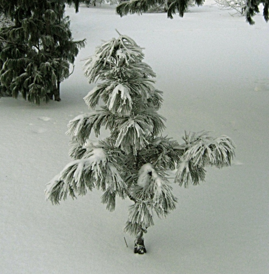 Маленькой сосенке холодно зимой / Pinus sibirica