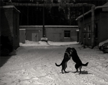 Собачий вальс.