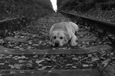 &amp;quot;Барбос&amp;quot;