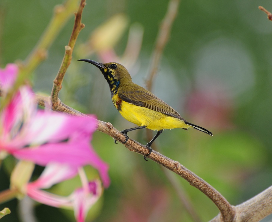 Sunbird