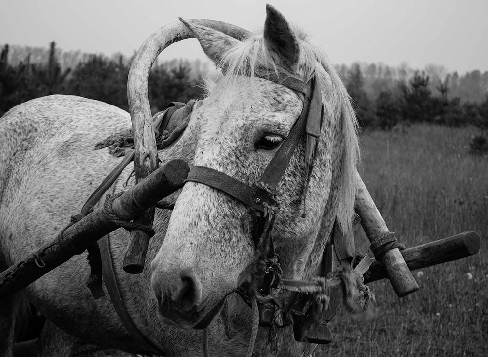 Василек