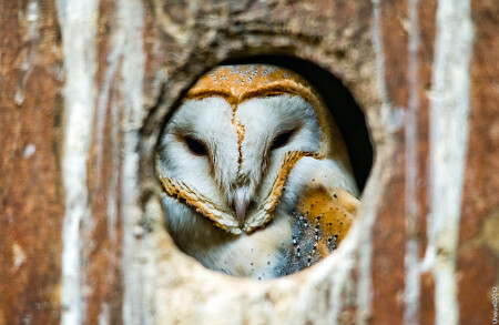Watcher