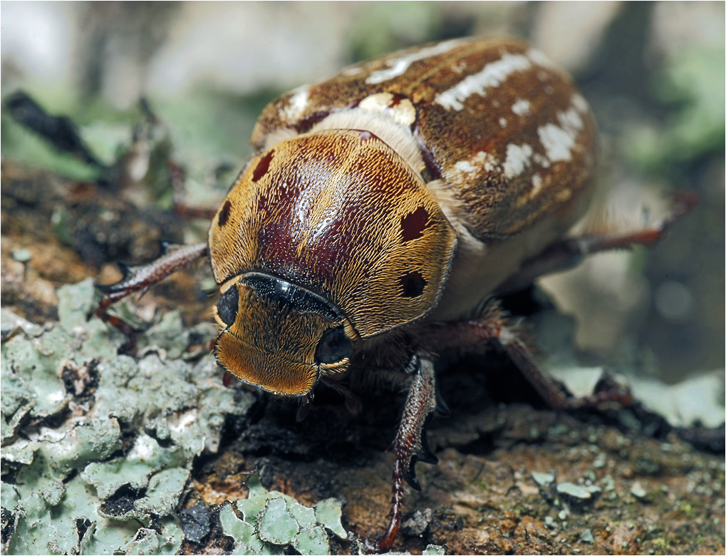 Хрущ Anoxia orientalis