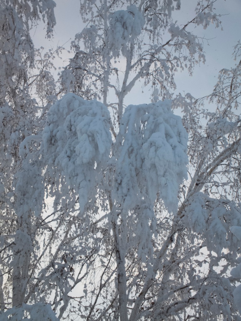 Зимняя берёза