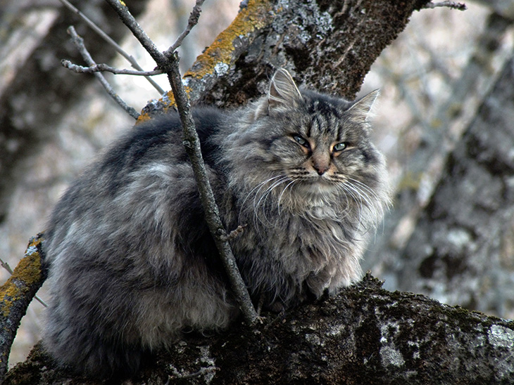 Лесовичок