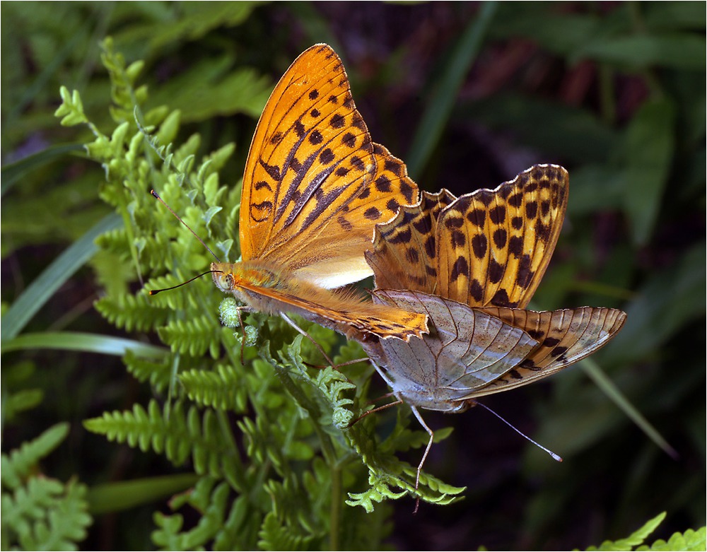 Argynnis paphia - Перламутровка большая лесная.