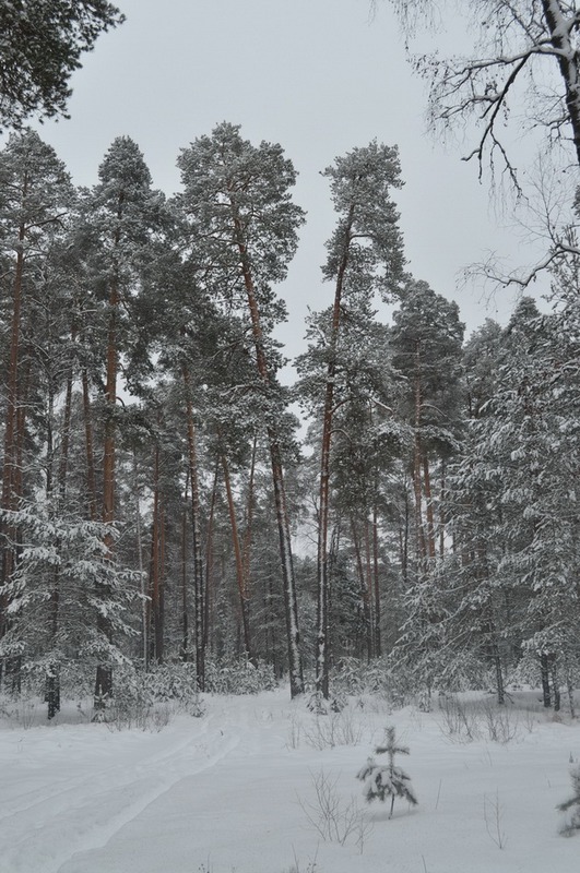 В серебре