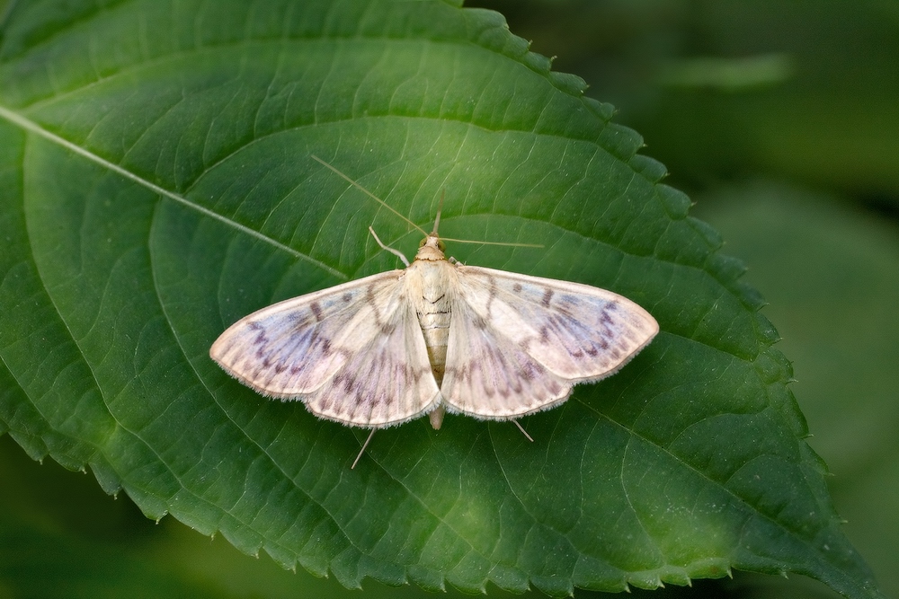 Огнёвка крапивная большая ( Pleuroptya ruralis )