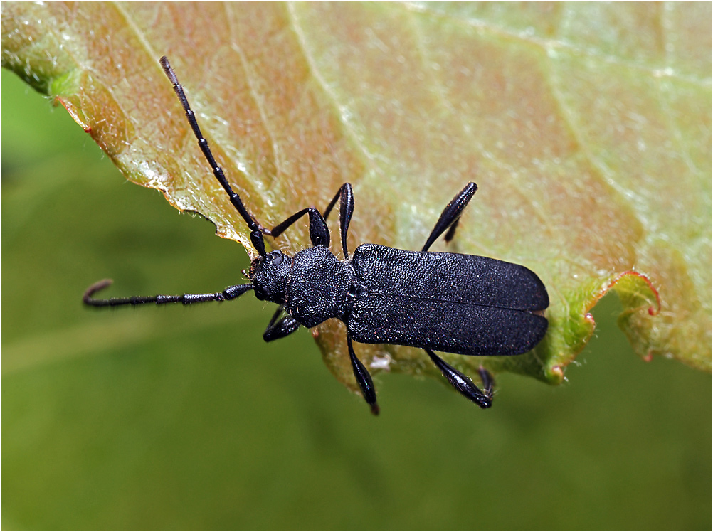 Callidium violaceum - Усач плоский фиолетовый.