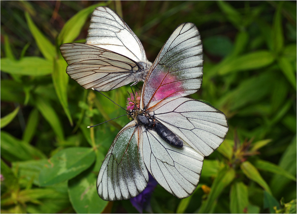 Aporia crataegi - Боярышница.