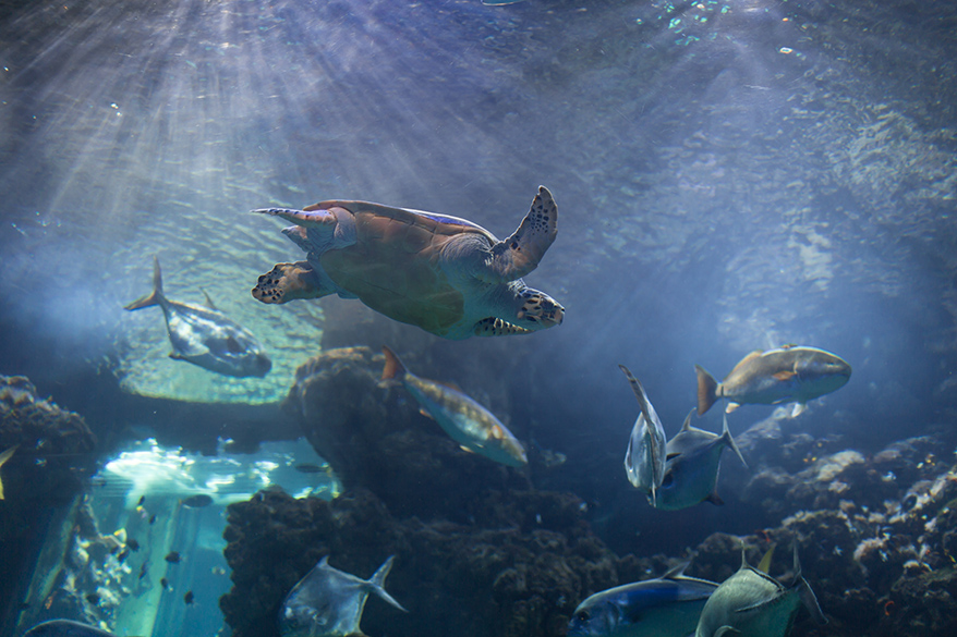 Sea Turtle