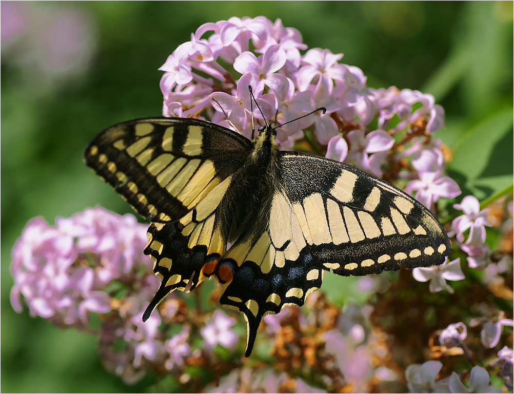 Papilio machaon - Махаон.