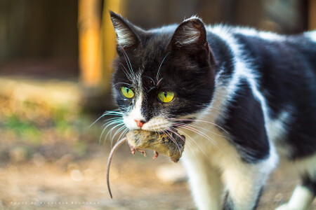 Tom &amp;amp; Jarry Happy End