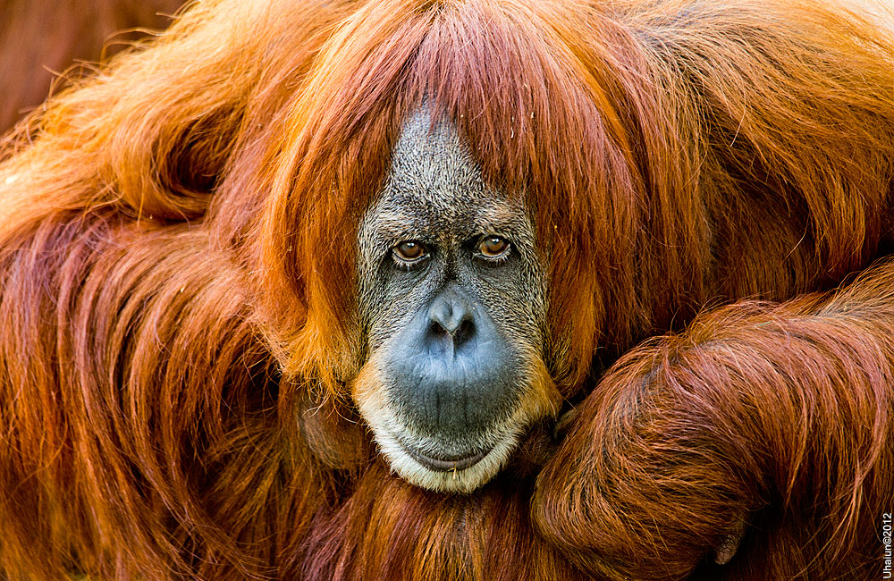 Orange portrait