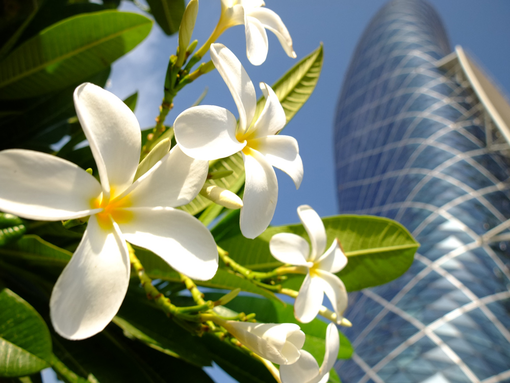 white flowers