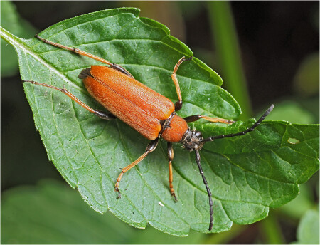 Stictoleptura rubra - Лептура красная