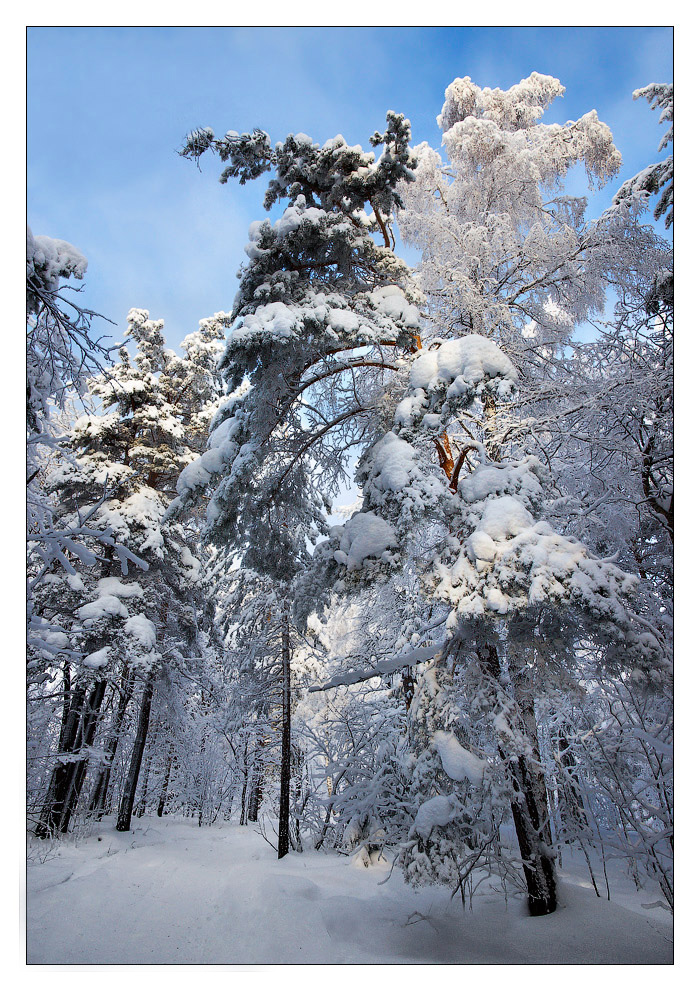 Winter tree