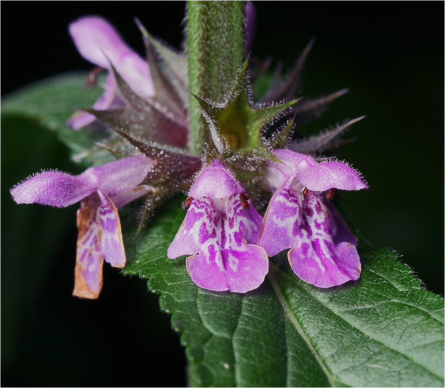 Stachys palustris - Чистец болотный.