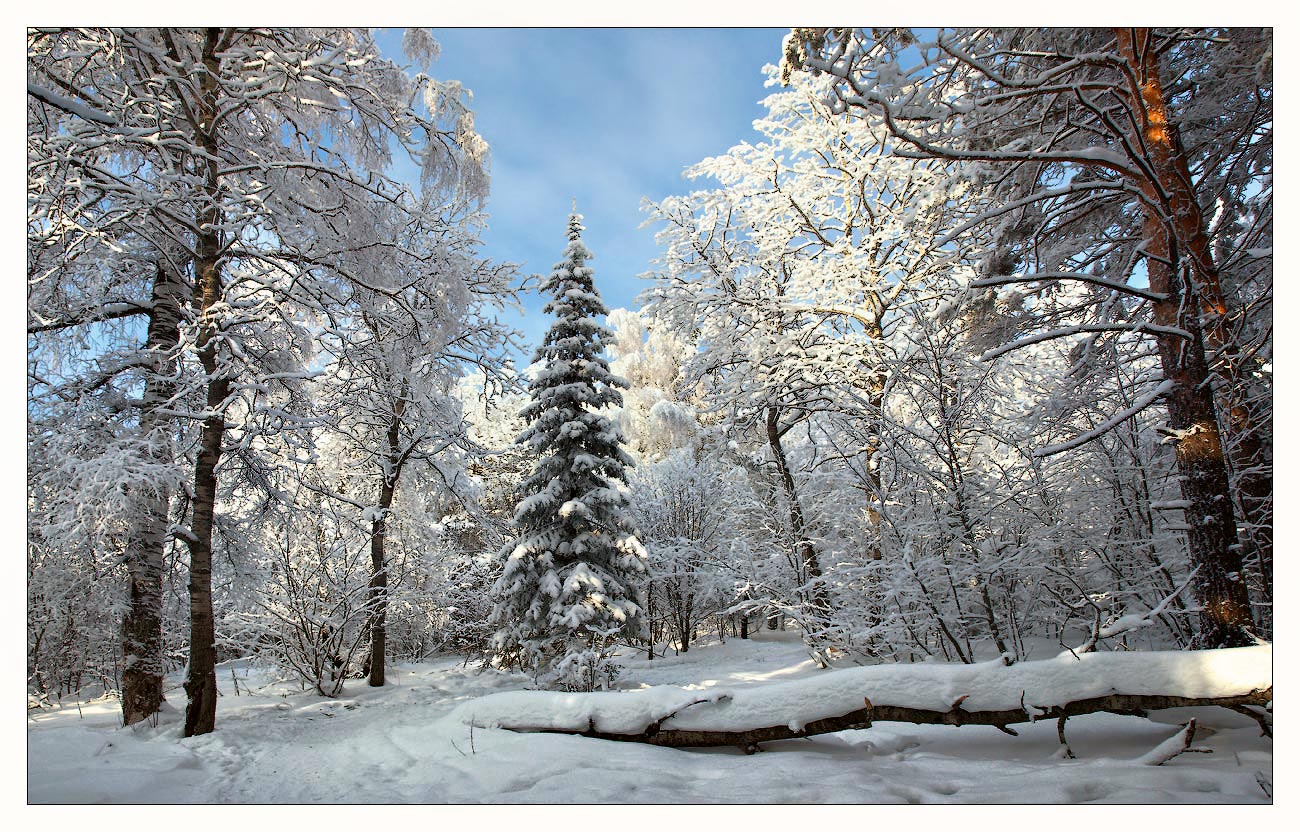 В лесу родилась елочка...