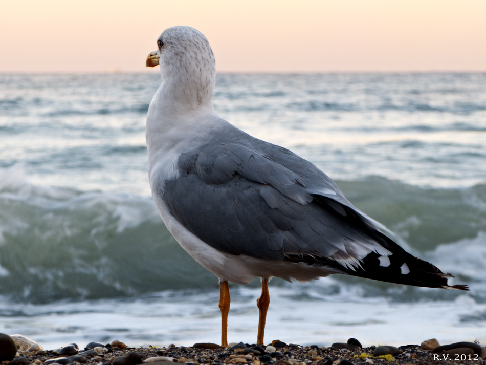 The bird &amp; sea. Photo by Ruslan Vigovsky 2012