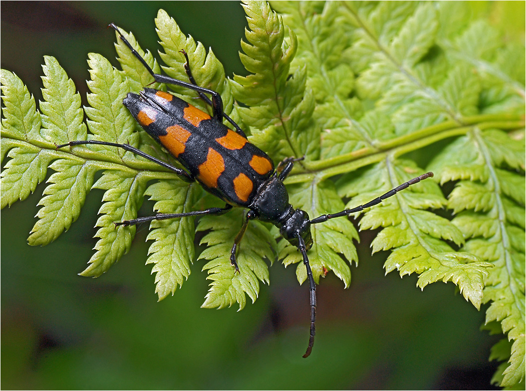 Leptura quadrifasciata - Лептура четырехполосая