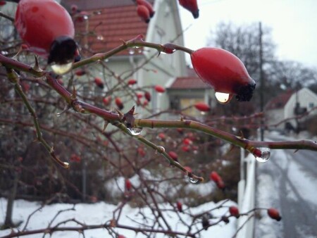 Январский дождь.