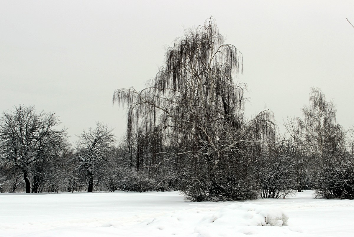 Береза, белая подруга