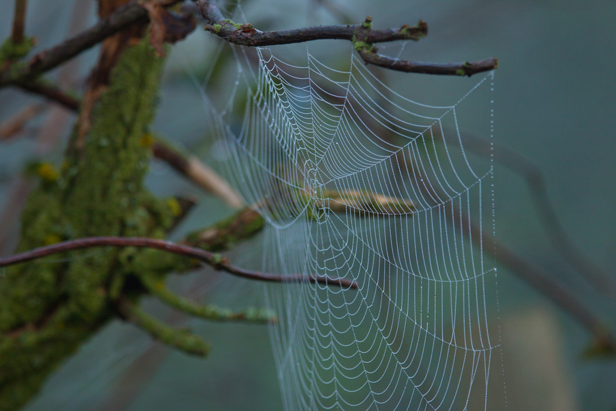 Spider's brilliance Web