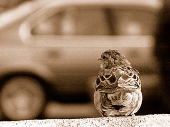 &amp;quot;городские...&amp;quot; 1