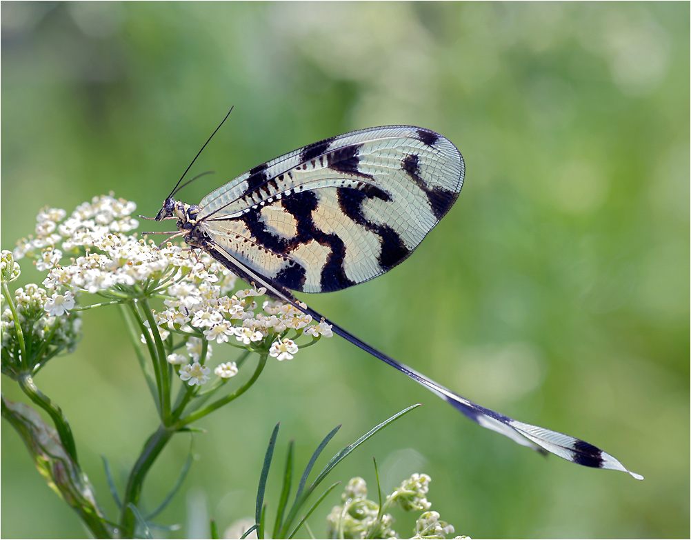 Nemoptera sinuata - Нитекрылка закавказская.