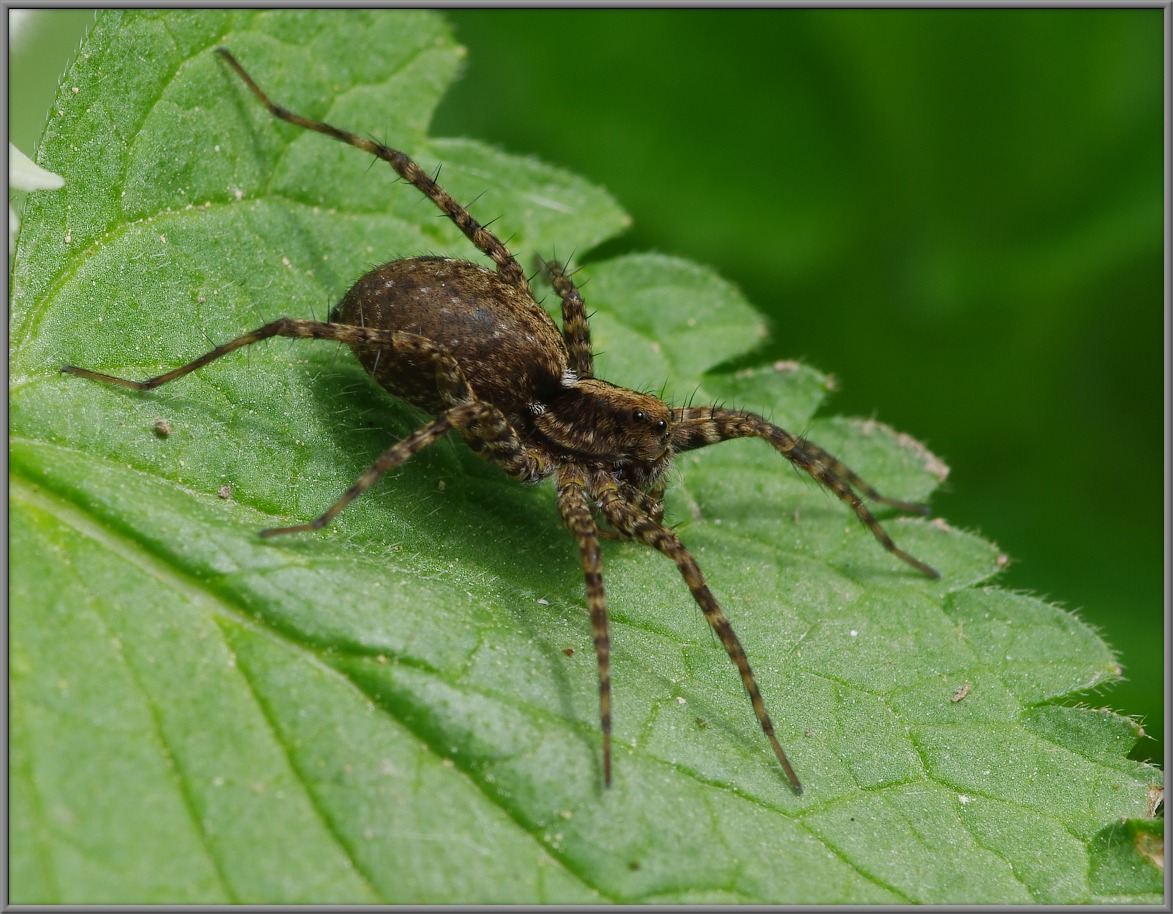 Pardosa