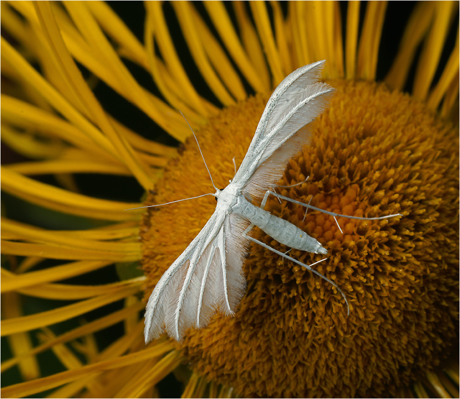 Pterophorus pentadactyla - Пальцекрылка белоснежная.