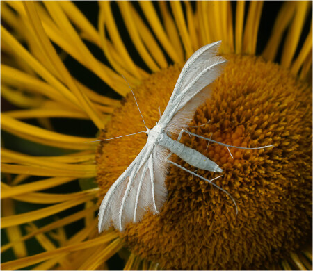 Pterophorus pentadactyla - Пальцекрылка белоснежная.