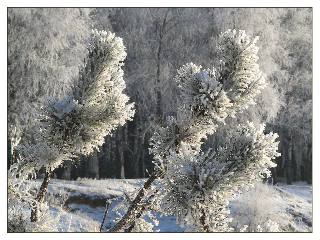 Лапушки