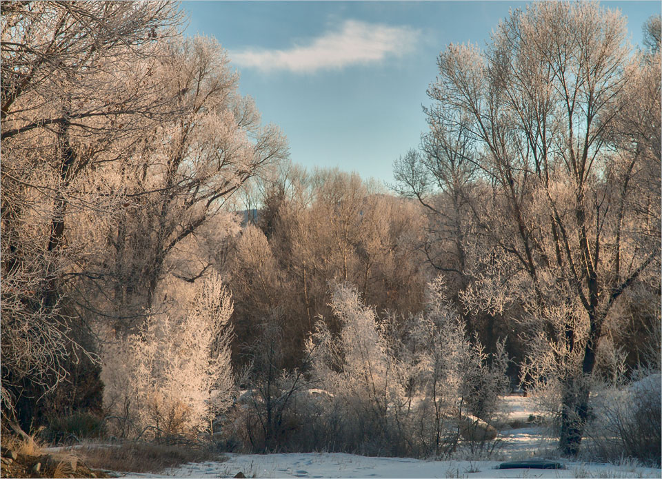 Frosted trees