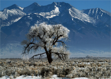 Lonely Tree