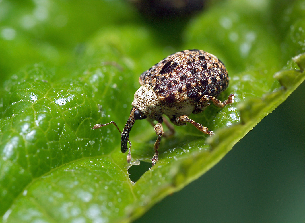 Cionus scrophulariae - Цион норичниковый