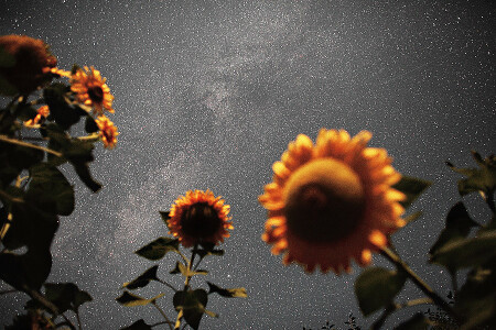 звёзды Украины