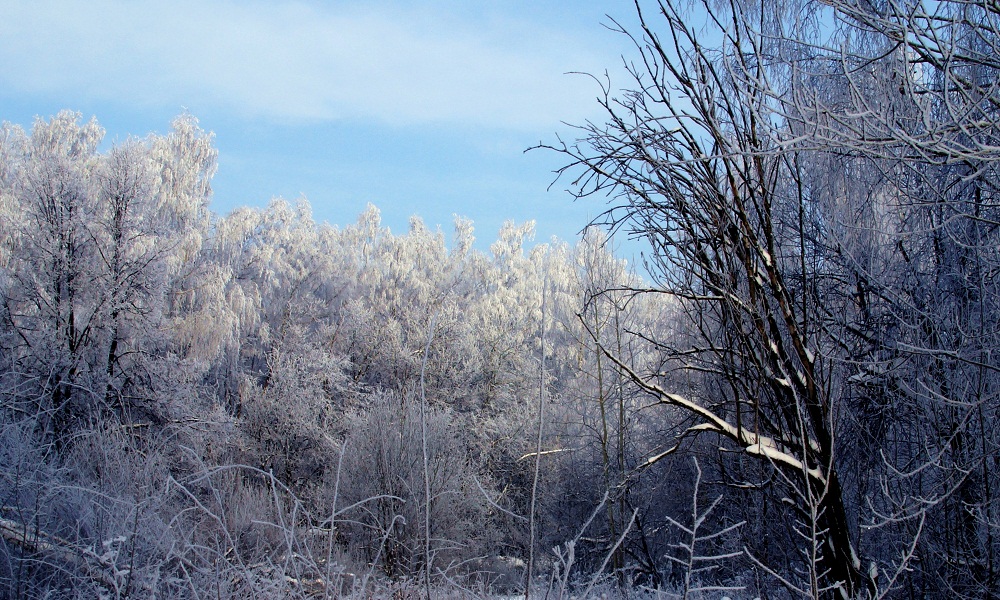 Зимний лес