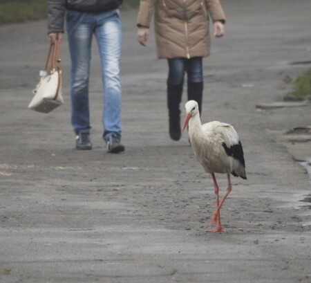 аисты среди нас)